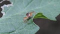 Ã Â¹Ëjumping spider closeup on green leave